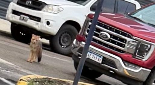 Vecinos alertaron por la presencia de un zorro en el barrio Roca