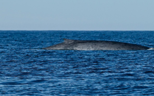 Inédito avistaje en el Golfo San Jorge: una ballena azul apareció muy cerca de una excursión náutica