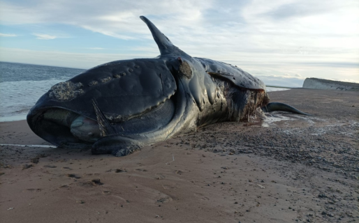 Un estudio confirmó que la marea roja estuvo detrás de la muerte de ballenas y lobos marinos en Chubut