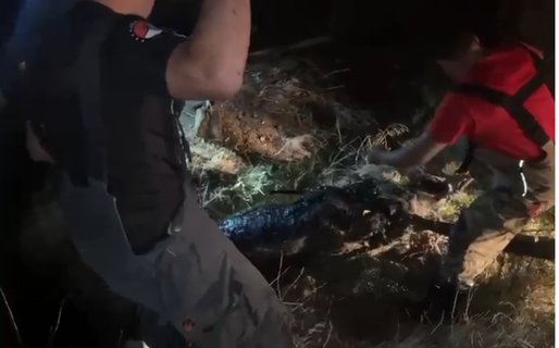 Bomberos rescataron a un caballo que cayó en un pozo ciego en Bella Vista Norte