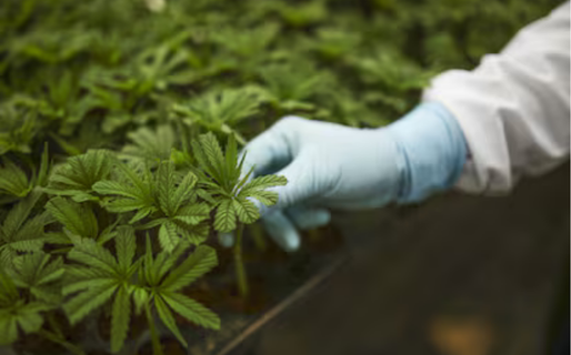 Comodoro Rivadavia será sede de una jornada sobre cannabis medicinal