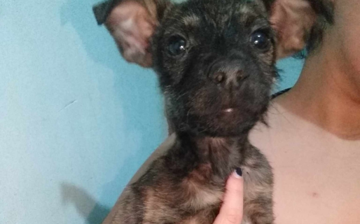 Aseguran que hace más de un mes lo tienen en adopción pero «no lo quieren por como es»