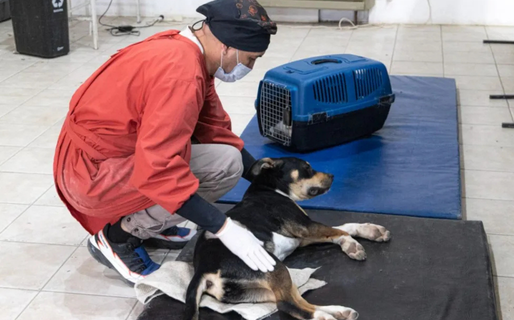 La Dirección General de Veterinaria realizará esterilizaciones gratuitas en Caleta Córdova