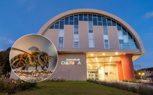 Charlas, cata de mieles y música: la variada agenda de la Expo Día Mundial de las Abejas en Comodoro