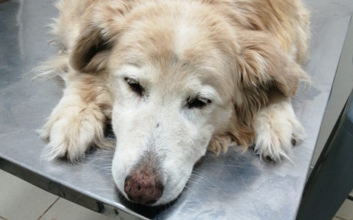 Tiene 14 perros rescatados, no consigue trabajo y pide ayuda para pagar una deuda veterinaria