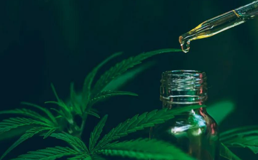 Comodoro será sede de una Jornada Regional de Cannabis Medicinal, Veterinario y Cáñamo Industrial