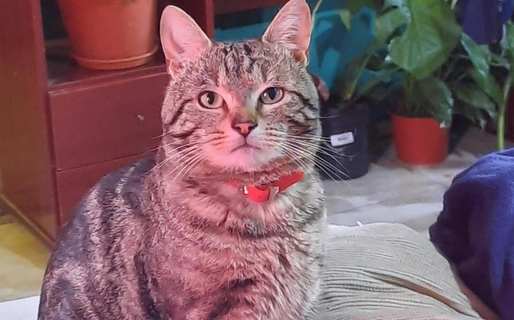 Una familia busca a su gato extraviado en el barrio Bella Vista Norte
