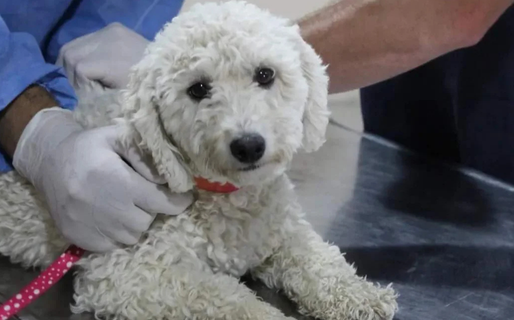 La Dirección de Veterinaria realizará castraciones gratuitas en Standard Norte