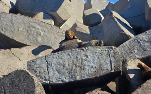 El Turismo como industria: Habilitan por primera vez el buceo con lobos en el Golfo San Jorge