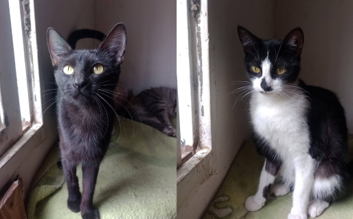 <strong>Dos gatitas rescatadas buscan una familia responsable en Comodoro</strong>
