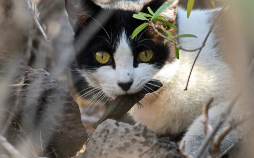 ¿Qué son las colonias de gatos ferales que habitan en los barrios de Comodoro?
