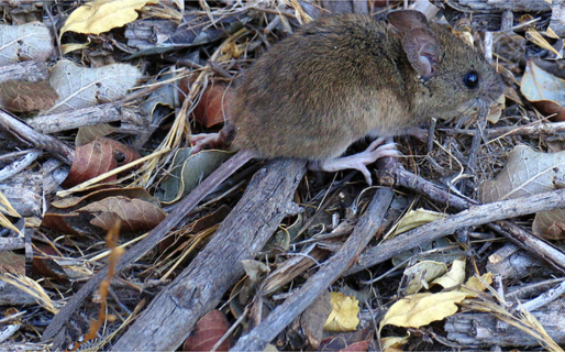 Hantavirus en Chubut: El recuerdo del trágico cumple que terminó con 12 muertos y marcó el mayor brote en el país