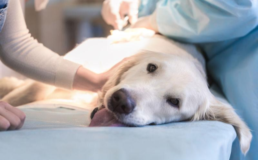 La Dirección General de Veterinaria anunció el nuevo cronograma de esterilización gratuita