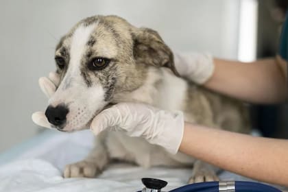 El Municipio de Rada Tilly impulsa la tenencia responsable con atención veterinaria gratuita