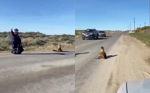 Así ayudaron a un lobo marino a cruzar la ruta