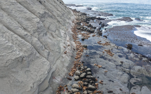 El Área Natural Protegida Punta Marqués ya cuenta con Plan de Manejo