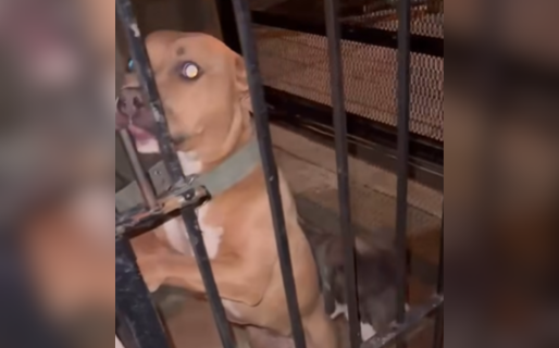 Piden mantas y cuchas para los dos pitbulls rescatados del maltrato en Palazzo