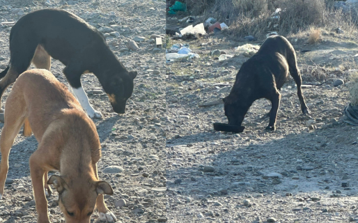 Piden ayuda urgente para perros abandonados en el basural de Km 11