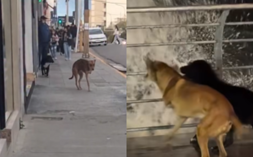 Los perros del Paseo Costero fueron adoptados pero aún los buscan para llevarlos a su nuevo hogar
