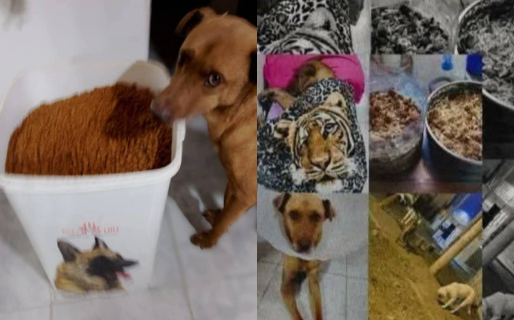 Estafas: desde otras provincias roban casos de rescate animal de Comodoro para pedir dinero