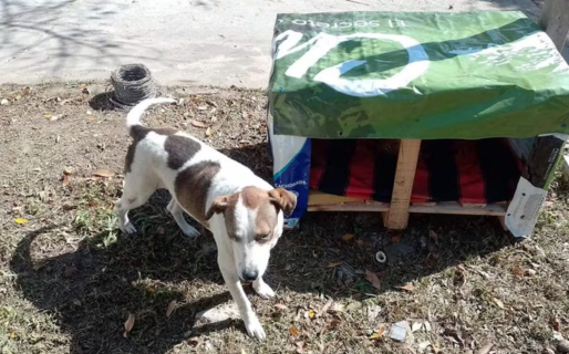 Comodoro Animal invita a donar insumos y sumar manos para construir cuchas para los perros callejeros