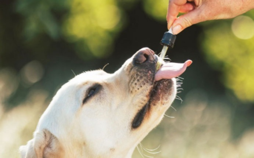 Comodoro impulsa el uso del cannabis veterinario y medicinal en una jornada científica inédita