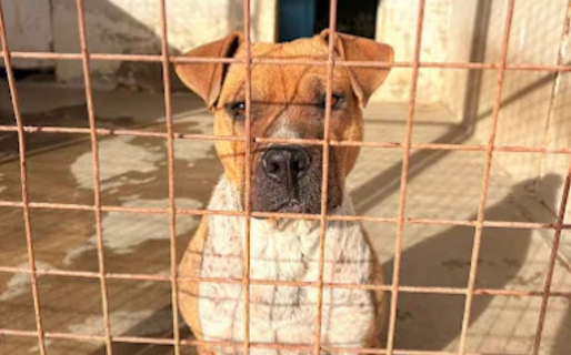 Rescatistas continúan la colecta de abrigo y comida para los perros del dispensario ante la llegada del frío