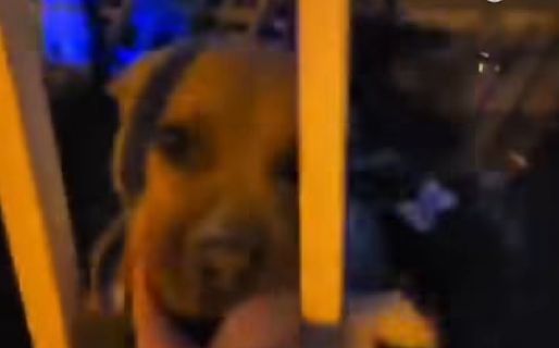 Con intervención de la Policía, rescataron a los pitbulls maltratados en Palazzo