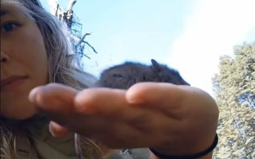 Una influencer compartió un video tocando a un ratón que transmite hantavirus