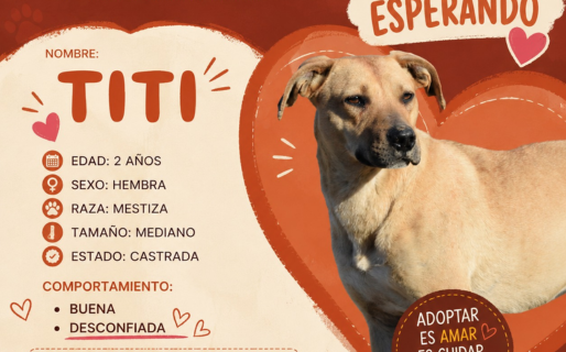 «Ella te está esperando»: el Centro de Salud Animal busca un hogar definitivo para Titi