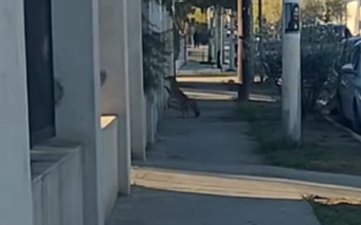 Apareció un zorro desorientado en plena zona urbana de Comodoro y piden ayuda para resguardarlo