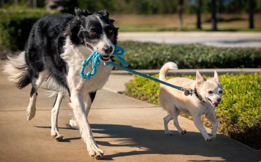 <strong>Buscan voluntarios para pasear perros del Dispensario Canino de Comodoro</strong>
