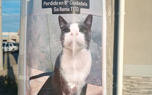 Hace más de un mes que buscan a Tito: el gato escapó de una veterinaria y su familia no pierde la esperanza