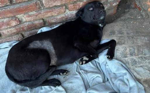 Buscan con urgencia un hogar para una perrita rescatada: “No va a sobrevivir sola en la calle”