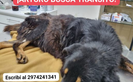 Buscan con urgencia un hogar de tránsito para Arturo, un perro en recuperación