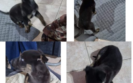 <strong>De la lluvia al calor de un hogar: adoptaron al cachorro abandonado en una caja en Rada Tilly</strong>