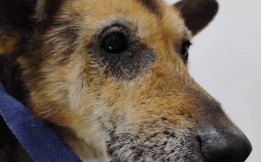 Perrito rescatado con sarna necesita ayuda para continuar su tratamiento en Comodoro