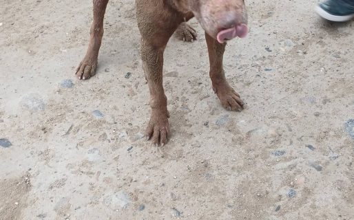 <strong>Buscan un hogar de tránsito para un perro rescatado tras ser atacado por otros animales</strong>