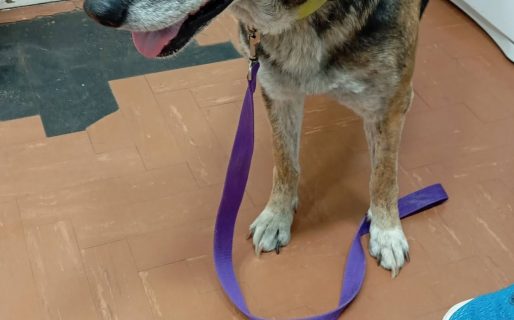 Piden ayuda para Mia, una perrita rescatada de 13 años que atraviesa un delicado estado de salud