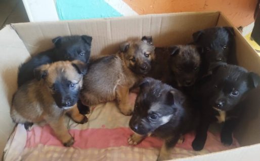 <strong>Buscan con urgencia tránsito para siete cachorros abandonados en una caja en el barrio 30 de Octubre</strong>
