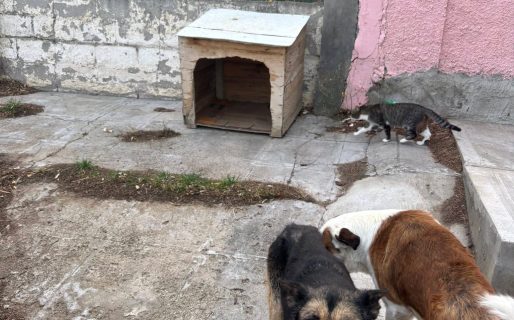 Piden una cucha para un perro que duerme a la intemperie en el barrio 9 de Julio