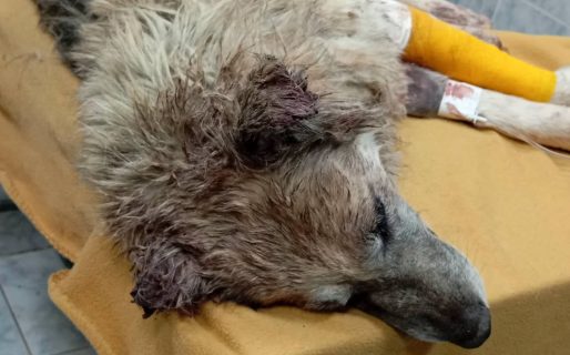 Piden ayuda para salvar a un perro rescatado: necesita estudios y tratamiento urgente