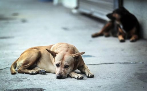 Un vecino de Comodoro pide ayuda para construir cuchas para perros callejeros