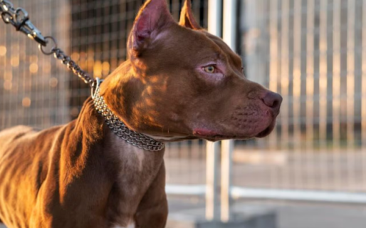 Una nena de 5 años fue atacada por un pitbull: le harán una cirugía para reconstruirle la cara