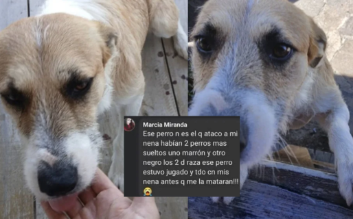 «No es el perro que atacó a mi nena»: El mensaje de la madre de la nena fallecida en Playa Magagna