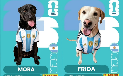 Lanzaron una campaña mundialista en Comodoro para encontrarle familia a Mora, Brownie y Frida