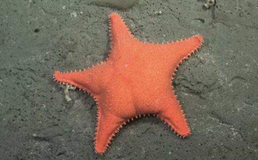 <strong>El CONICET inicia una nueva expedición submarina para explorar la biodiversidad del océano a 600 km de la costa de Chubut</strong>