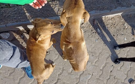 Preocupación por dos cachorros abandonados: uno tiene una patita lastimada
