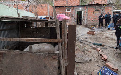 <strong>Tras una denuncia, descubrieron un criadero de cerdos sin habilitación en una zona urbana</strong>