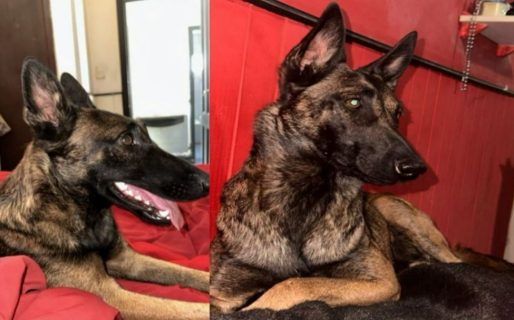 Charly Amado sigue buscando a Mosca: la perrita desapareció hace meses y pide ayuda para encontrarla